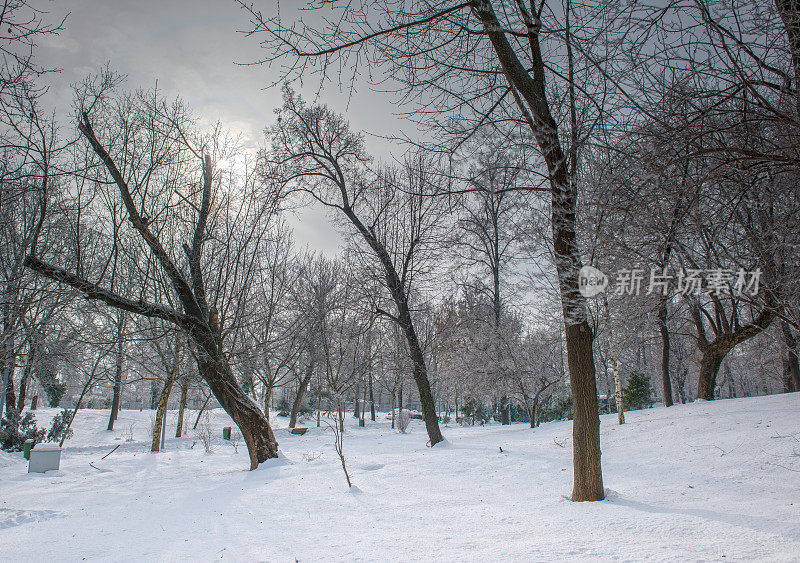 光秃秃和冰冻的落叶树与白霜- HDR